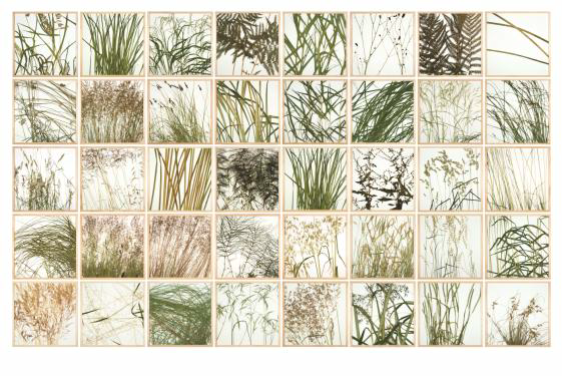 Herman de Vries - 'Vegetation' 2007 - mixed media